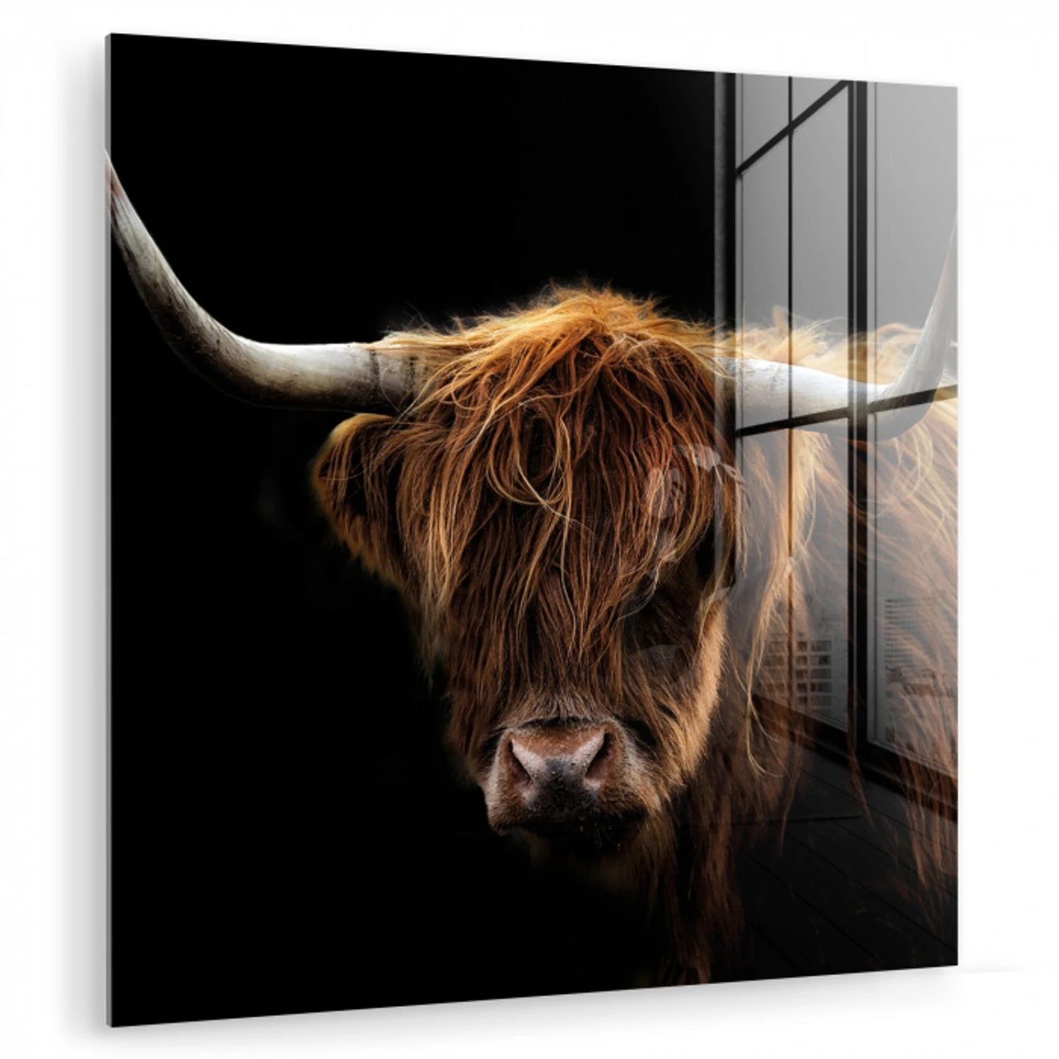 Schotse Hooglander - Horens - Zwart - Dieren - Natuur - Wild - Koe plexiglas 5mm klein -zzzproduct_nieuw