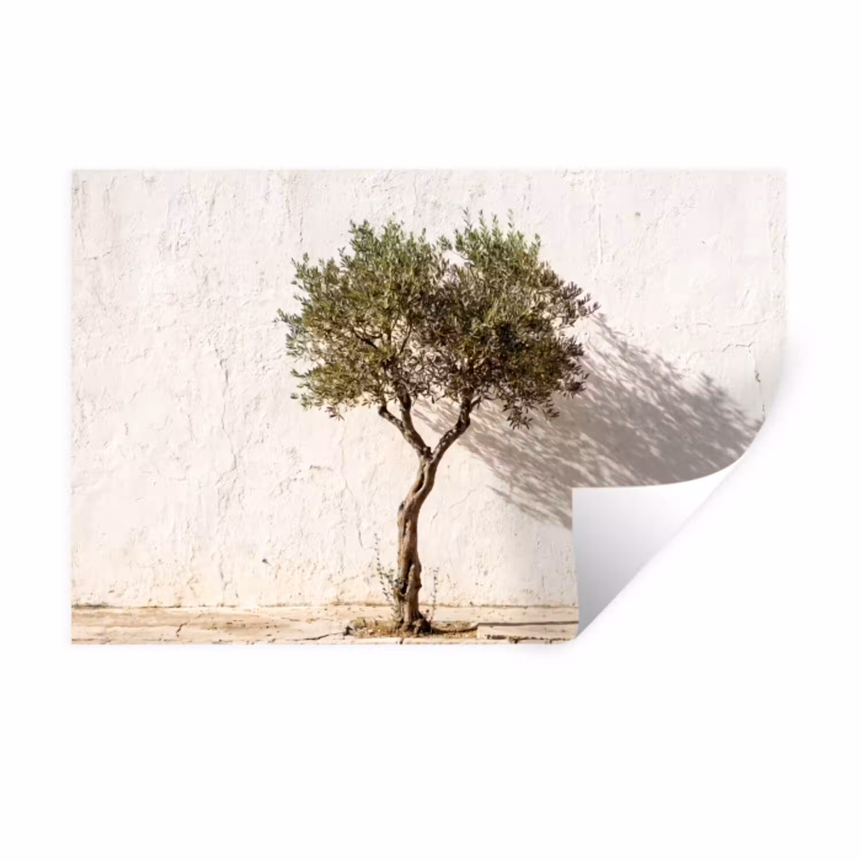 Olijfboom - muur - wit Muursticker klein -3d