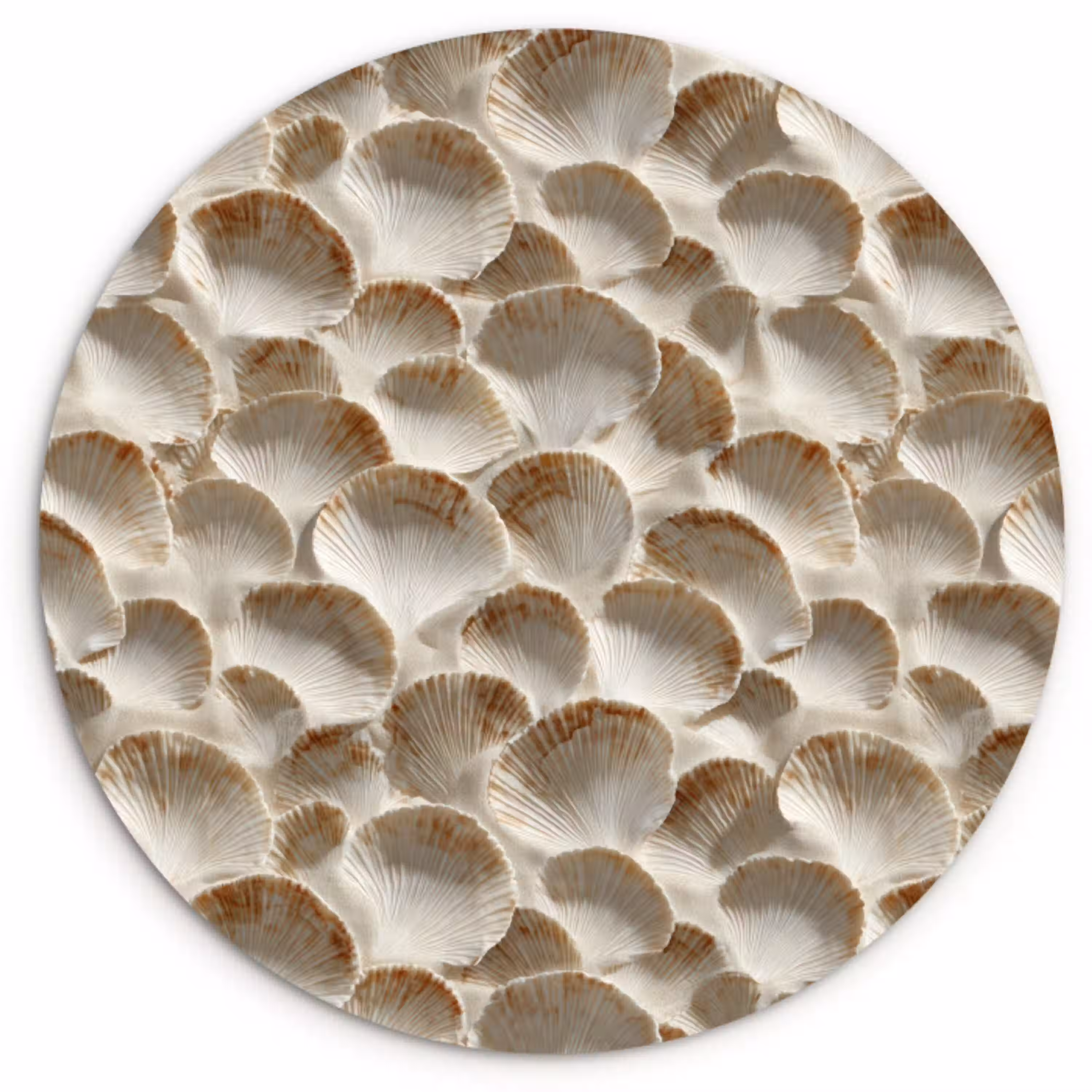 Schelpen - Waaiervorm - Wit Wandcirkel kunststof plaat 5mm dik klein 188 -3d
