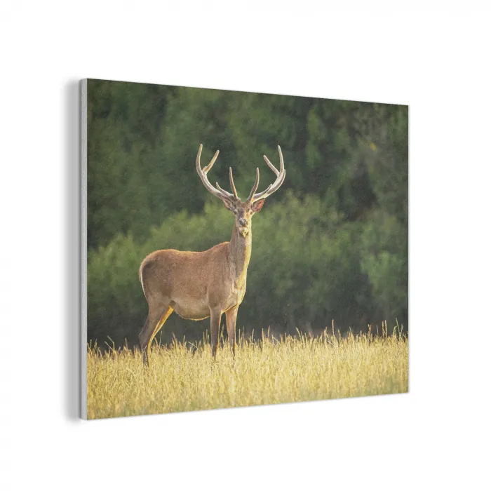 Hert - Gewei - Gras - Natuur - Dieren - Groen PET vilt klein -3d