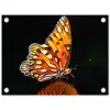Vlinder - Bloemen - Insect - Portret - Zwart - Oranje tuinposter los doek klein -3d
