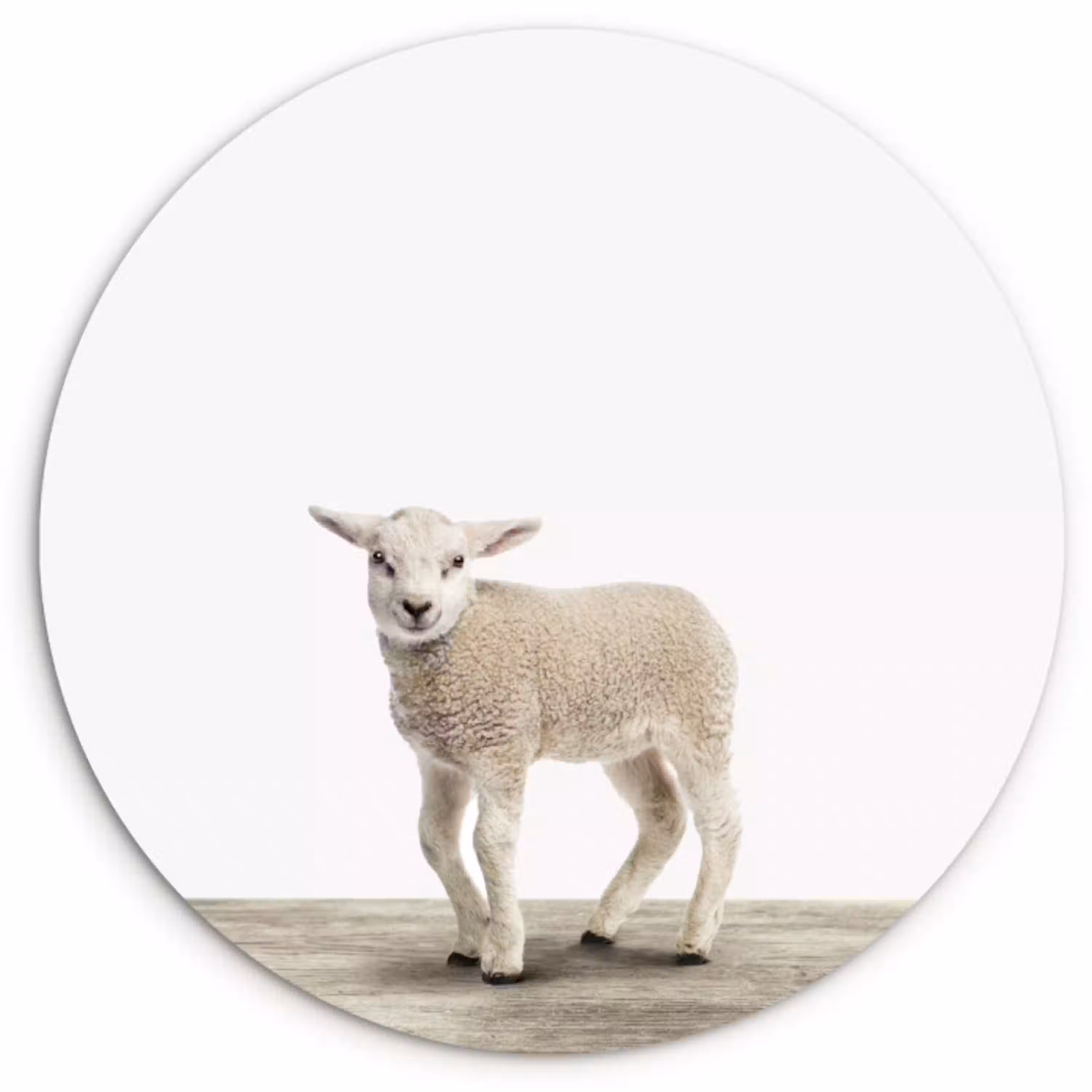 Lammetje - Schaap - Dieren - Kinderen - Meisjes - Jongens Wandcirkel kunststof plaat 5mm dik klein -3d