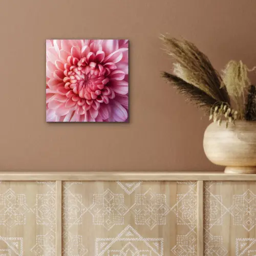 Dahlia - Bloem - Close up - Roze aluminium wit klein -sfeer4