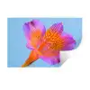 Bloem - Detail - Kleurrijk Muursticker klein -3d
