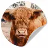 Koe- Schotse hooglander - Hoorns - Bruin - Landschap Wandcirkel behangsticker klein -3d