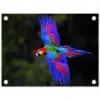 Felgekleurd - Papegaai - Bos - Vleugels tuinposter los doek klein -3d