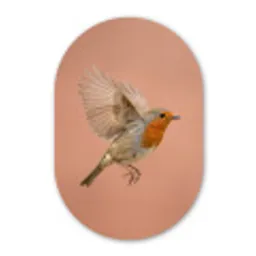 Roodborst - Natuur - Roze Wandcirkel Ovaal Forex klein -3d