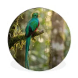 Quetzal - Jungle - Natuur - Groen Wandcirkel aluminium klein -3d