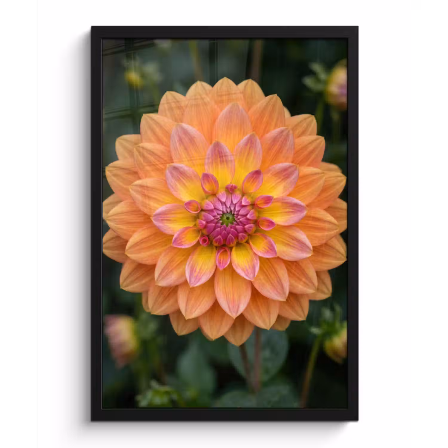 Poster met lijst - Dahlia - Bloem - Oranje