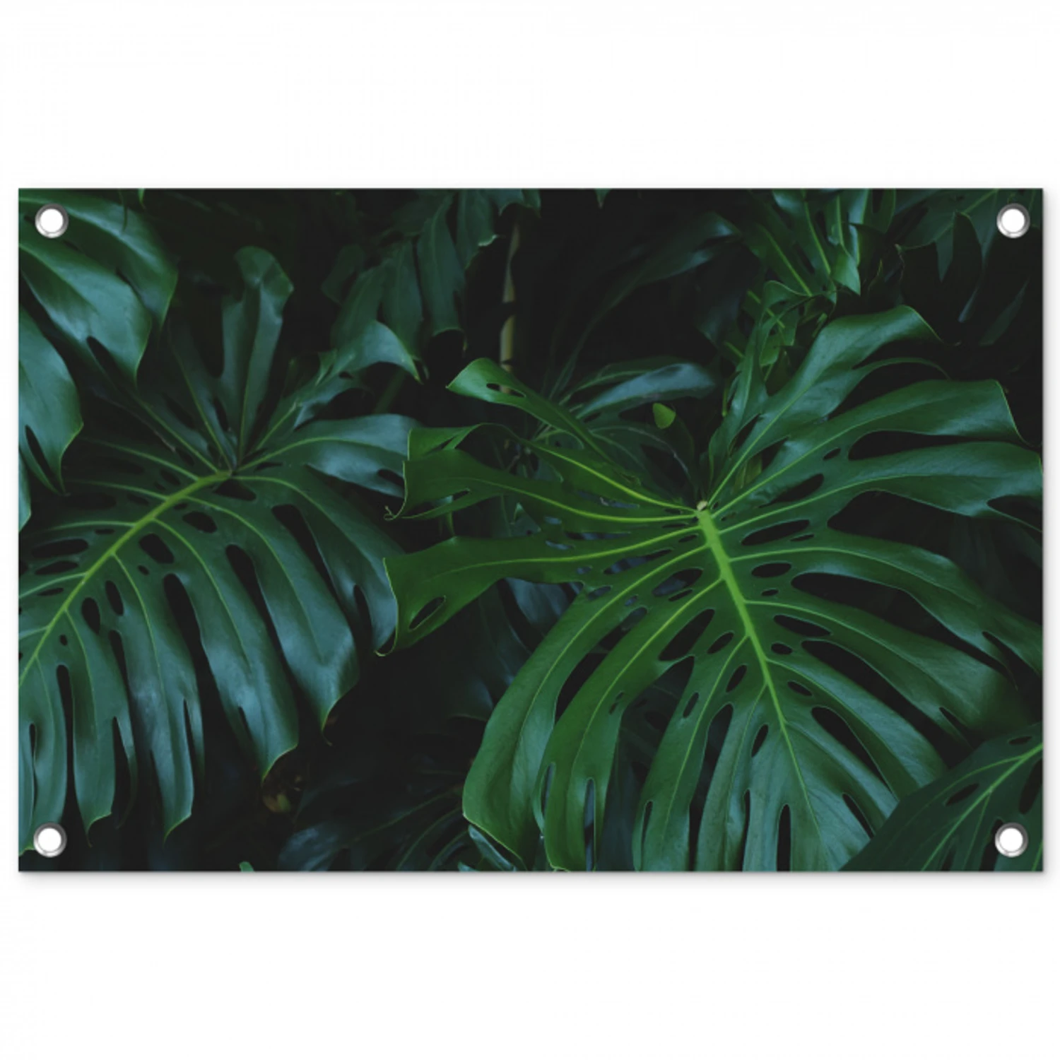 Monstera - Jungle - Bladeren tuinposter los doek klein -3d