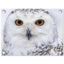 Sneeuwuil - Oog - Wildlife - Wit tuinposter los doek klein -3d