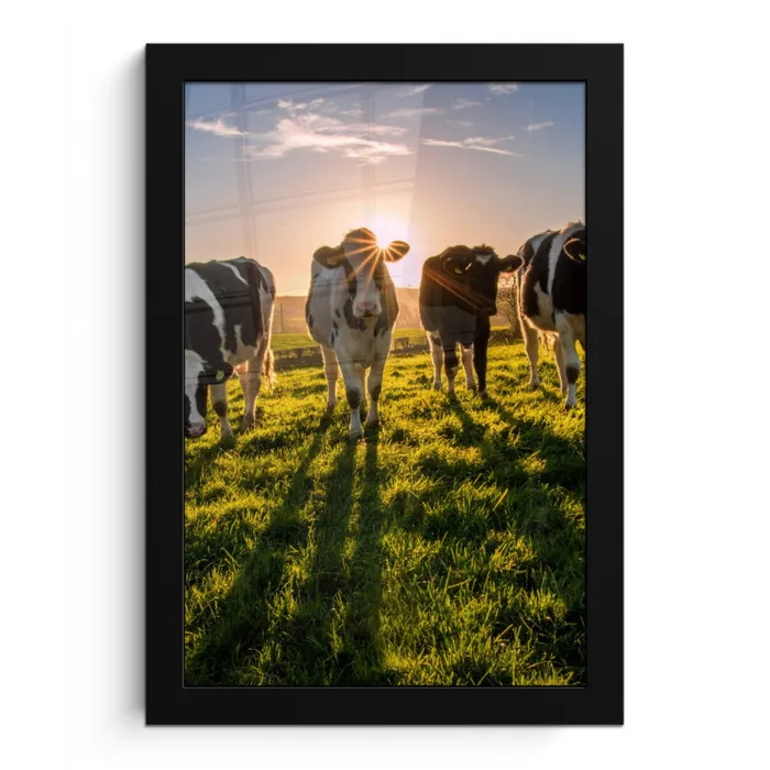 Koeien - Zon - Gras - Dieren - Boerderij fotolijst zwart zonder passe partout klein -3d