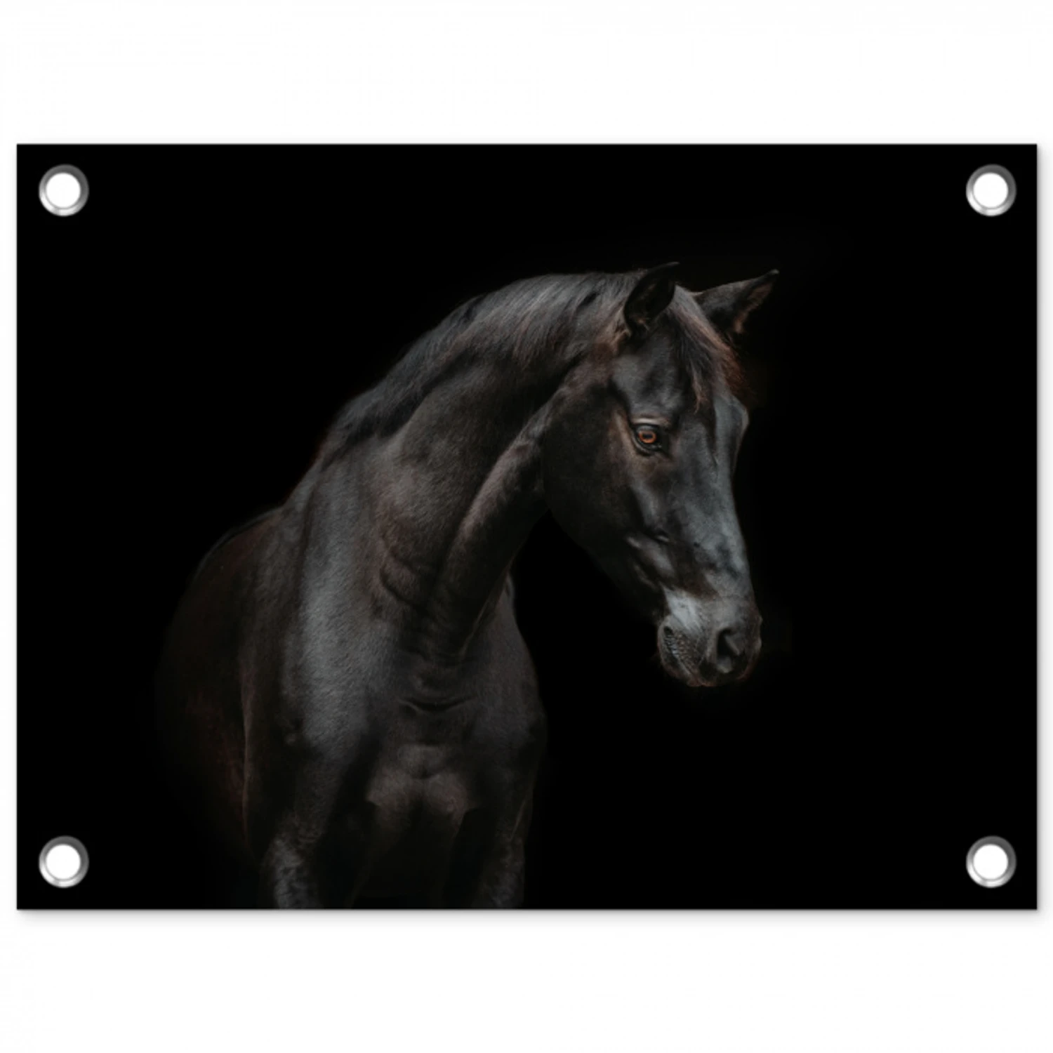 Elegant zwart paard in het donker tuinposter los doek klein -3d