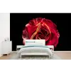 Bloem - Roos - Rood - Zwart fotobehang vinyl groot -bed