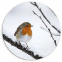 Roodborstje - Tak - Sneeuw - Winter - Levendig Wandcirkel kunststof plaat 5mm dik klein -3d