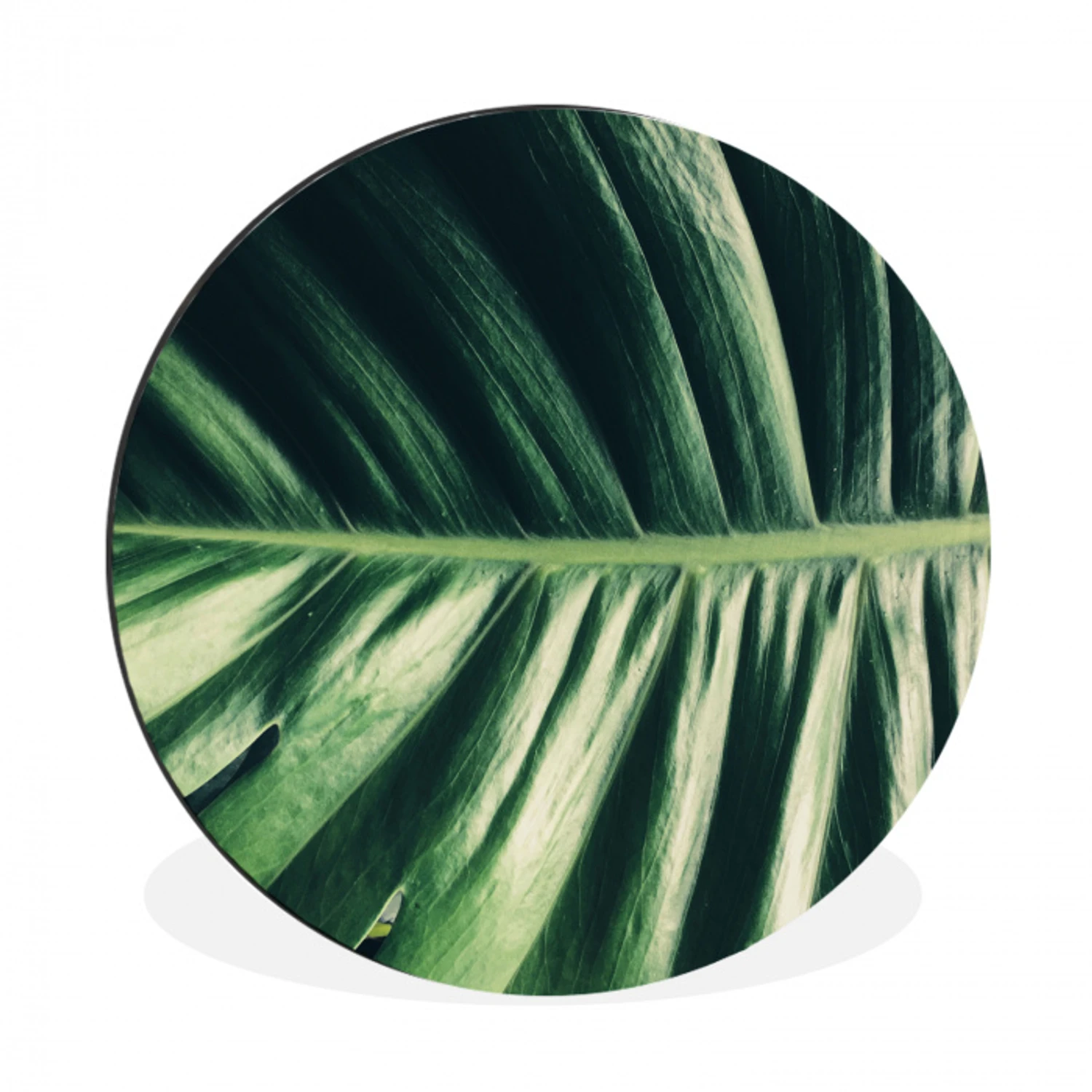 Tropisch - Inductie mat - Natuur - Inductie beschermer - Jungle Wandcirkel aluminium klein -3d