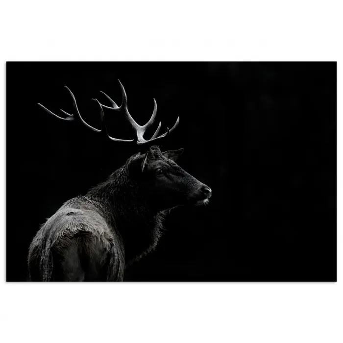 Hert - Zwart - Portret - Gewei - Dieren poster papier klein -3d