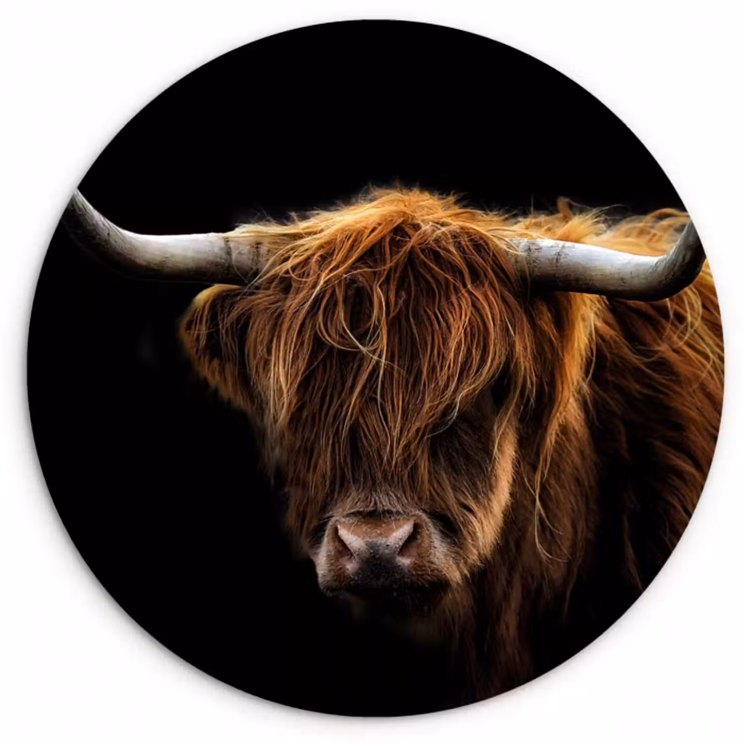 Muurcirkel - Schotse Hooglander - Horens - Zwart - Dieren - Natuur - Wild - Koe