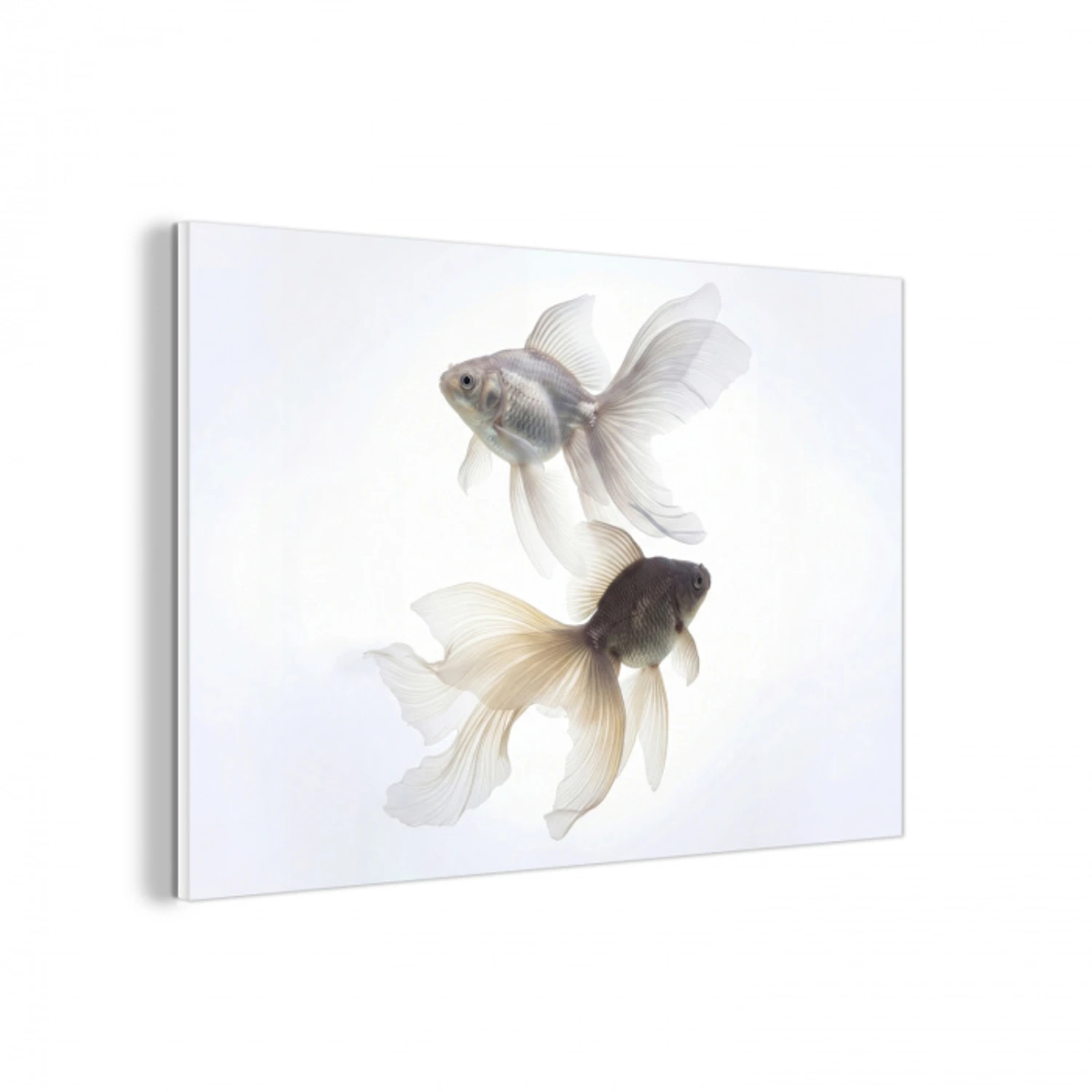 Goudvissen - Modern - Wit forex 5mm xxl -3d