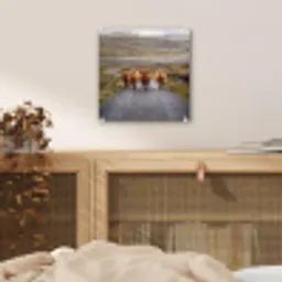 Schotse Hooglanders - Weg - Landschap - Kudde plexiglas 5mm klein -sfeer4