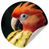 Close-up - Papegaai - Veren - Oranje Wandcirkel behangsticker klein -3d