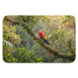 Ara - Jungle - Rood Badmat klein -3d