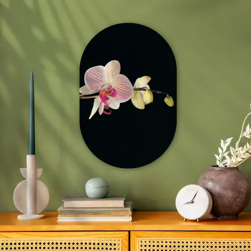 Orchidee - Bloemen - Zwart - Roze - Knoppen Wandcirkel Ovaal Forex klein -sfeer2