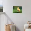 Kuiken - Eend - Geel - Gras tuinposter los doek klein -sfeer8