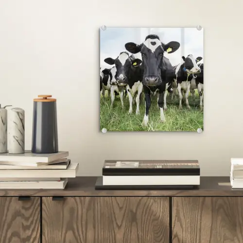 Koeien - Gras - Lente - Dieren - Weiland - Boerderij plexiglas 5mm klein -sfeer1