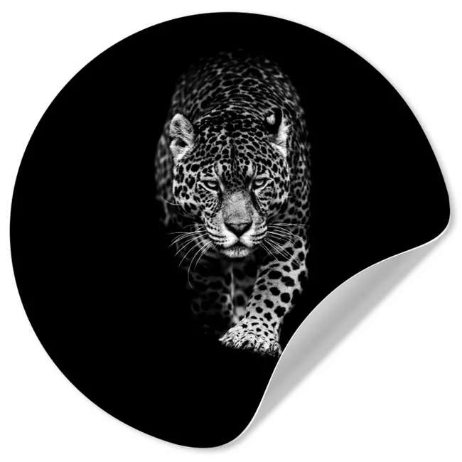 Dieren - Zwart - Luipaard - Wit - Wild Wandcirkel behangsticker klein -3d