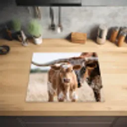 Texas Longhorn - Kalf - Weide - Dieren Inductie beschermer vinyl 3mm middel -sfeer5