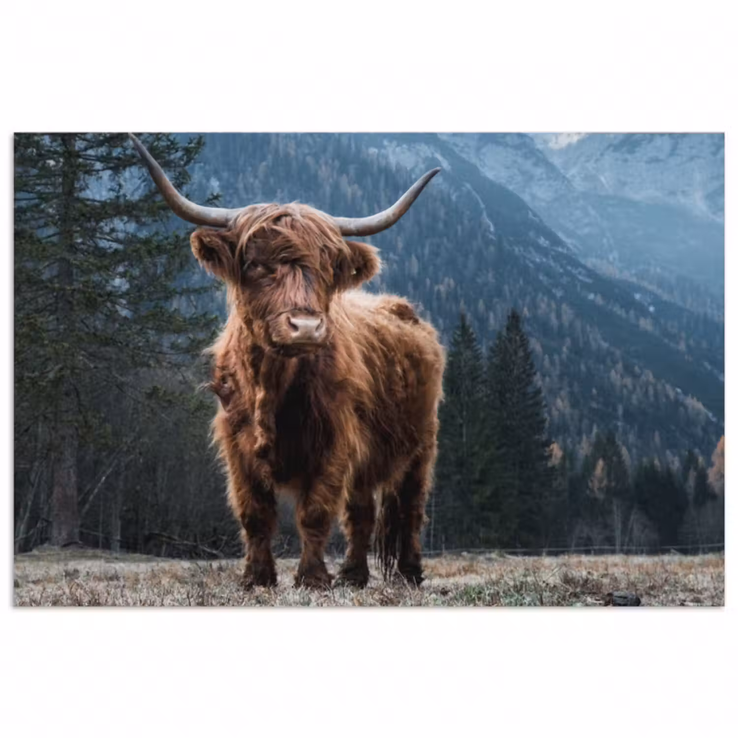 Poster - Schottische Highlander - Berg - Landschaft - Bäume - Kuh - Natur