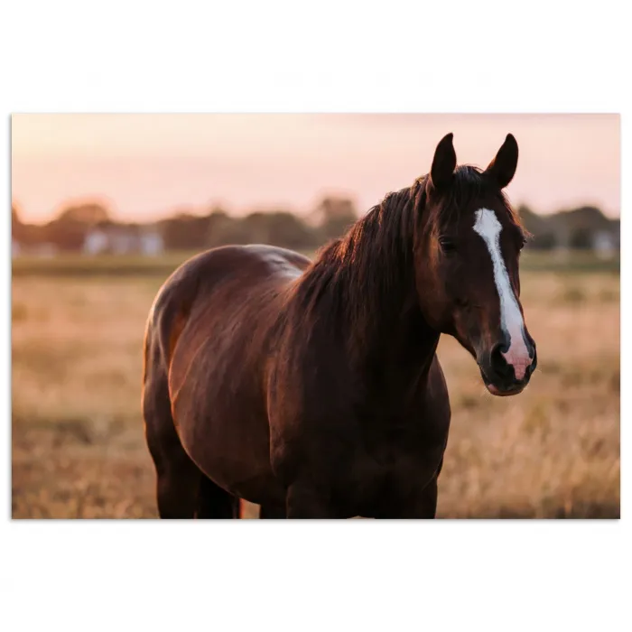 Paard - Zonsondergang - Bruin poster papier klein -3d