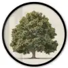 Eikenboom - Groen - Lichte achtergrond Fotolijst rond zonder passe partout klein -3d