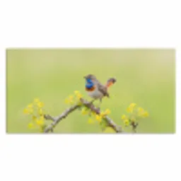 Vogel - Tak - Natuur - Kleurrijk Muismat XXL klein -3d_leeg