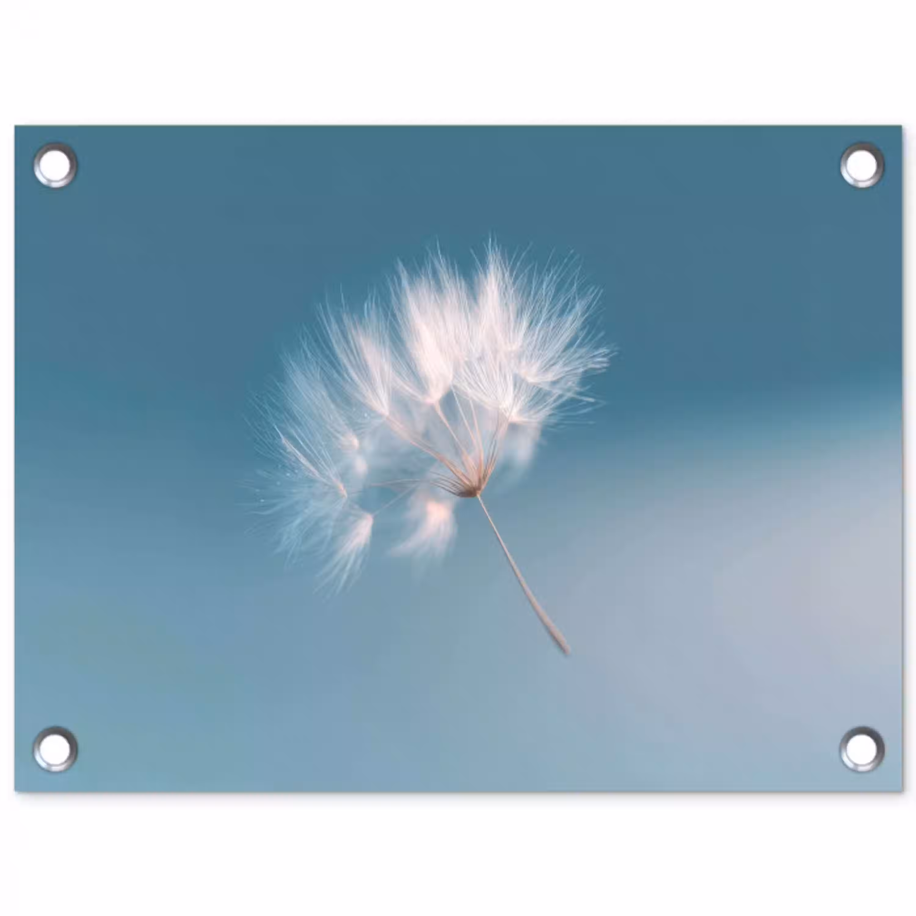 Paardenbloempluisje - Blauw - Lucht tuinposter los doek klein -3d