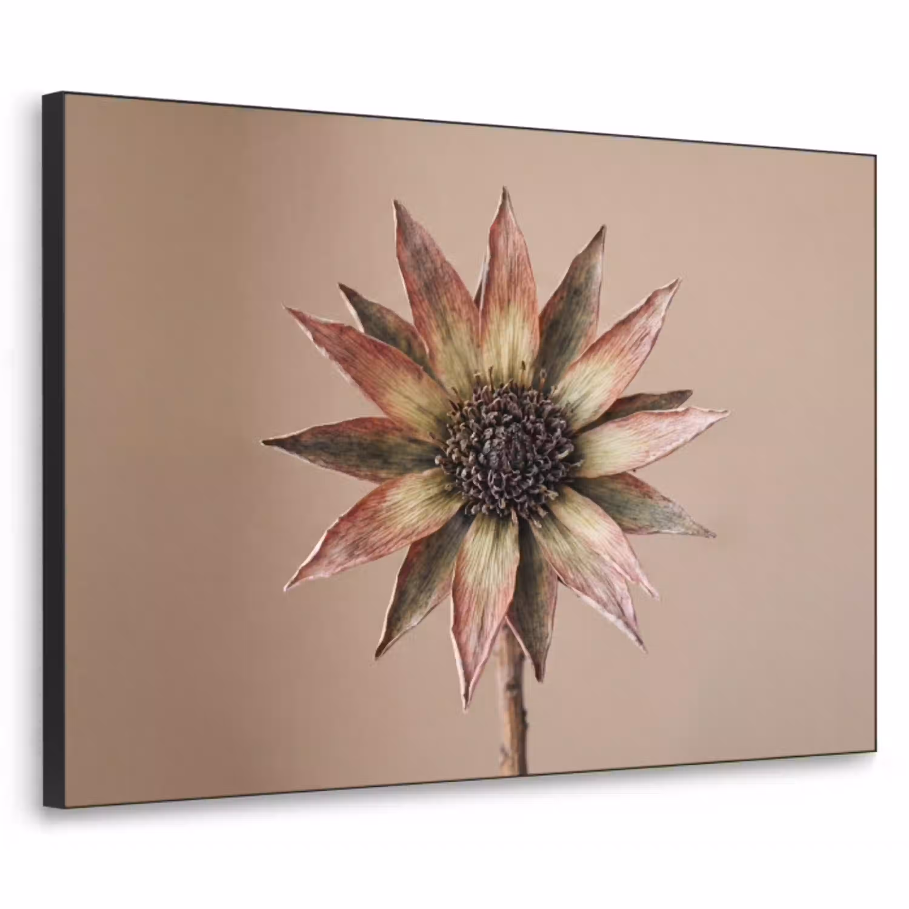 Droogbloem - Protea - Vintage - Beige - Rustiek Textielframe zwart klein -3d