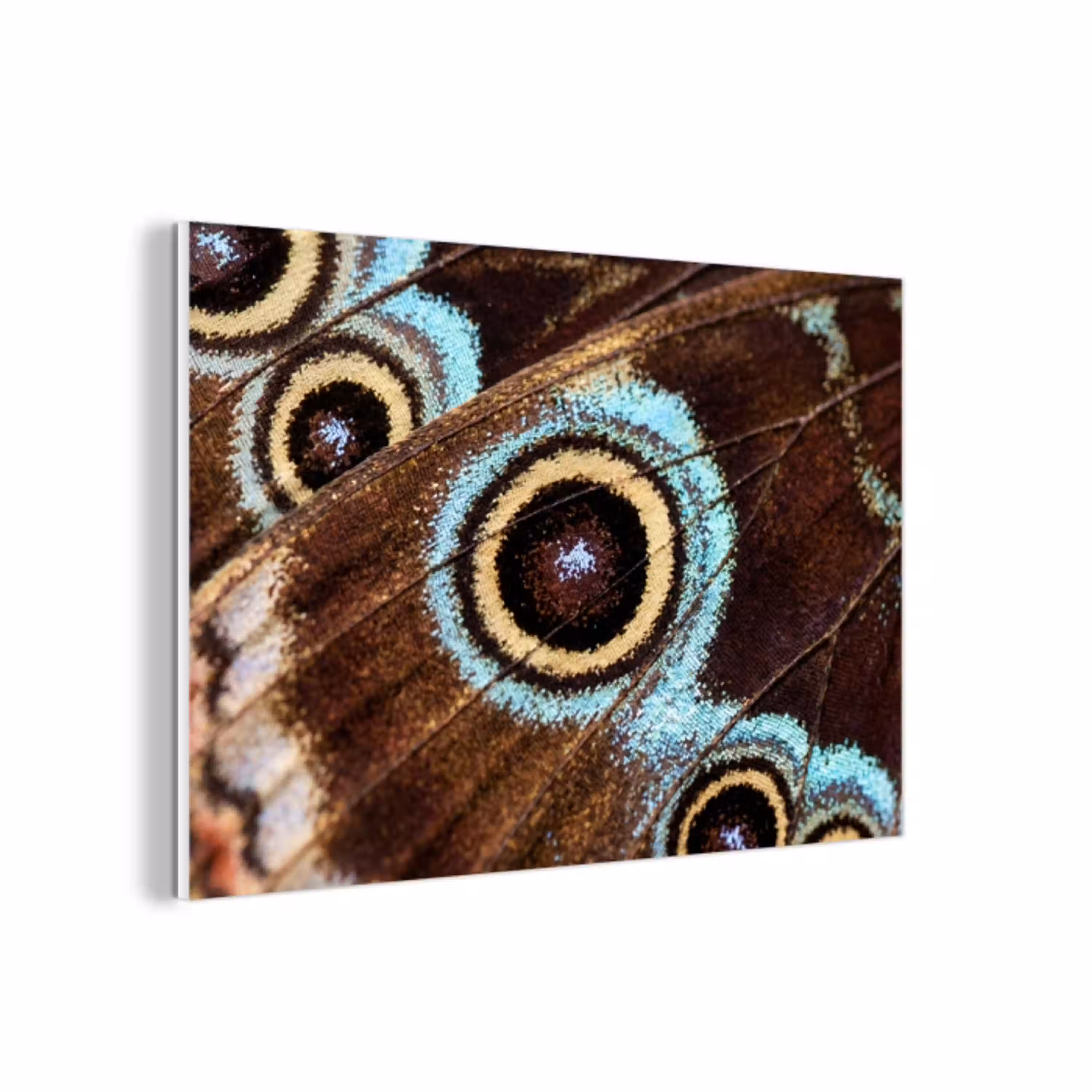 Vleugels - Vlinder - Blauw forex 5mm xxl -3d
