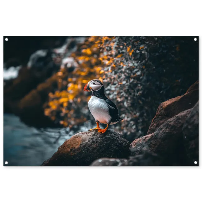 Tuinposter - Papegaai - Vogel - Rots - Wit