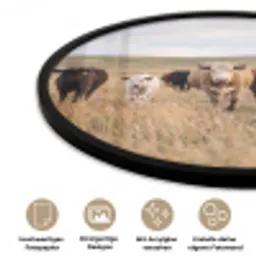 Runderen - Kudde - Landschap - Weide - Rustig Fotolijst rond zonder passe partout klein -closeup_DE
