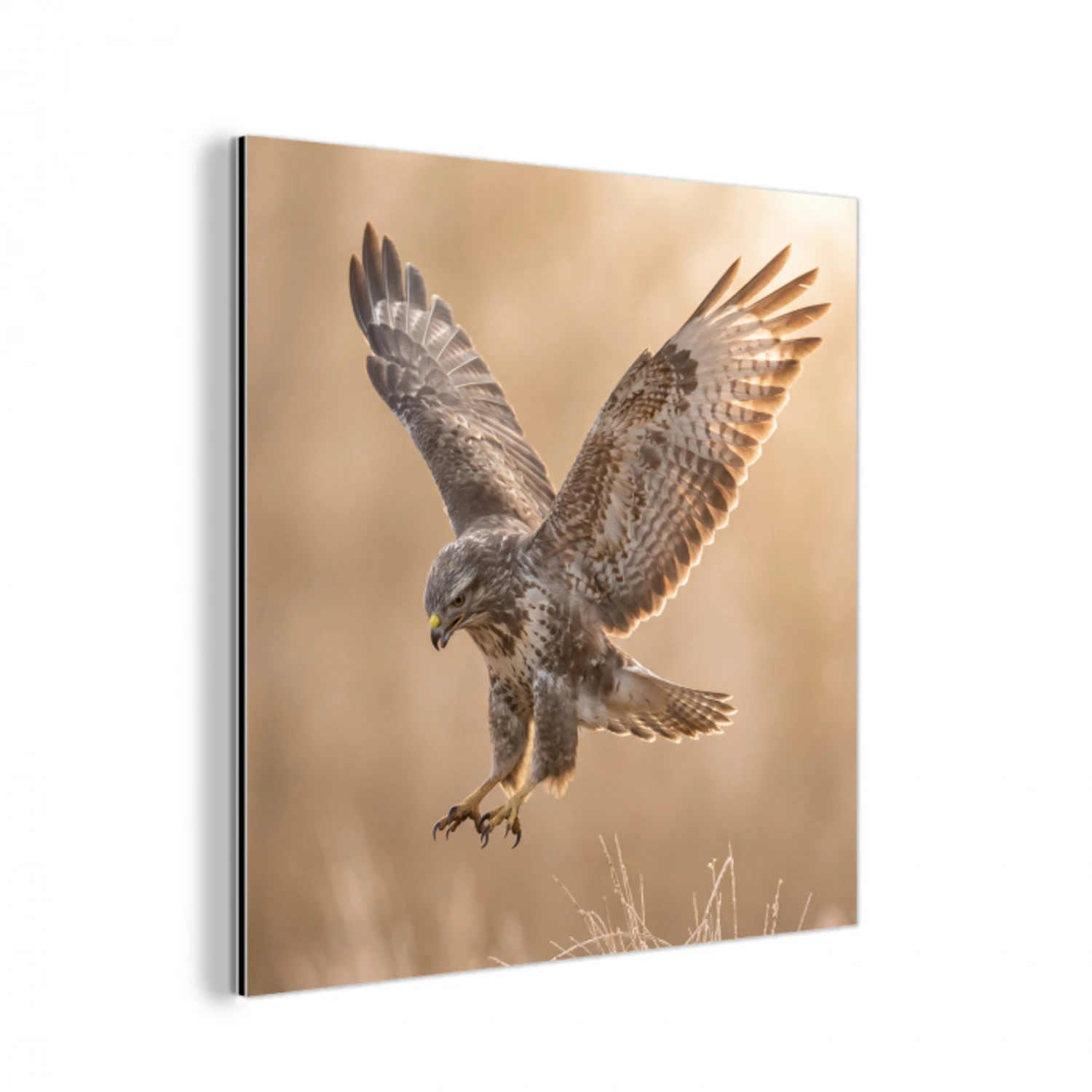 Buizerd - Roofvogel - Natuur - Bruin aluminium wit klein -3d