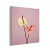 Bloemen - Anthuriums - Geel - Roze aluminium wit klein -3d