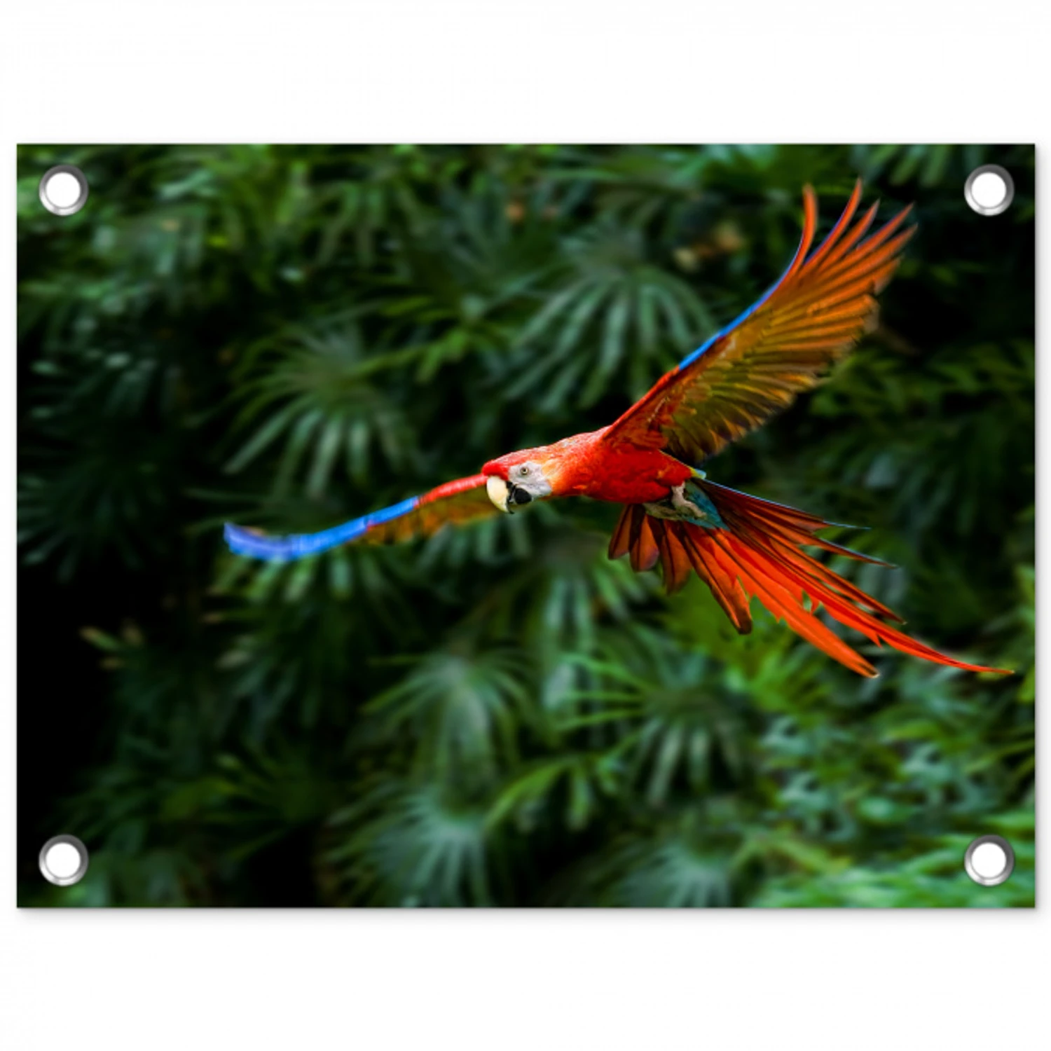 Kleurrijke papegaai is aan het vliegen tuinposter los doek klein -3d