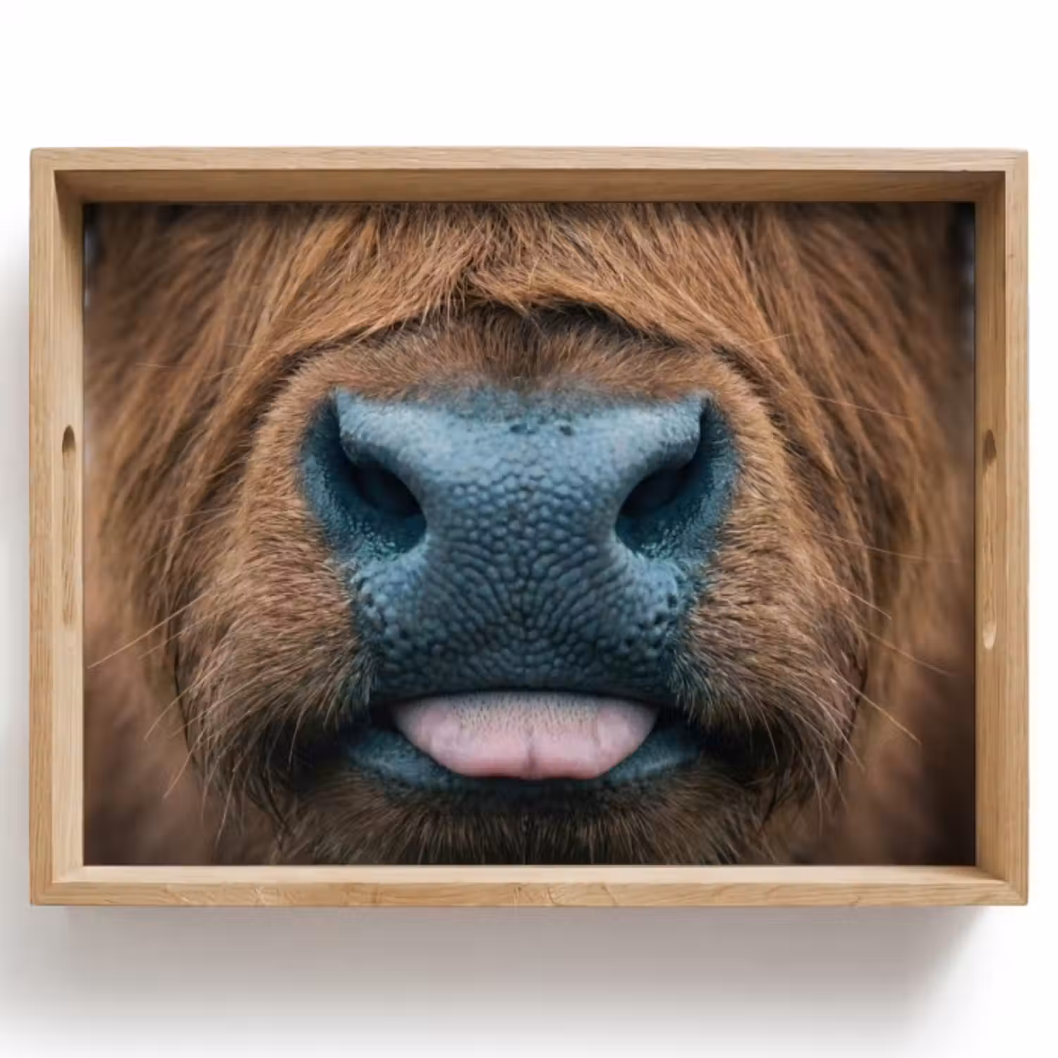 Dienblad - Schotse hooglander - Neus - Bruin