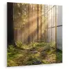Bos - Zonlicht - Gras plexiglas 5mm klein -zzzproduct_nieuw