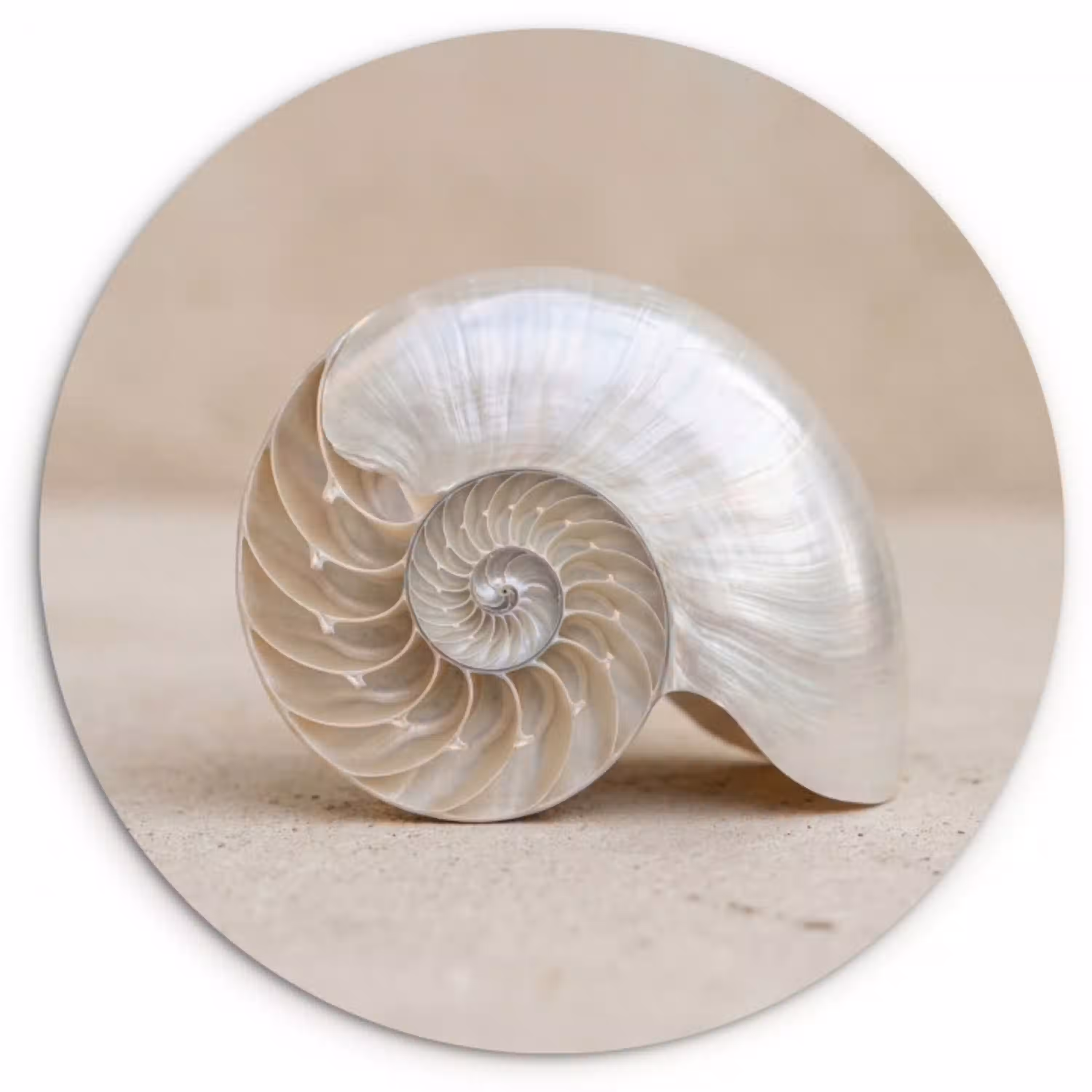 Schelp - Spiraal - Beige Wandcirkel kunststof plaat 5mm dik klein -3d