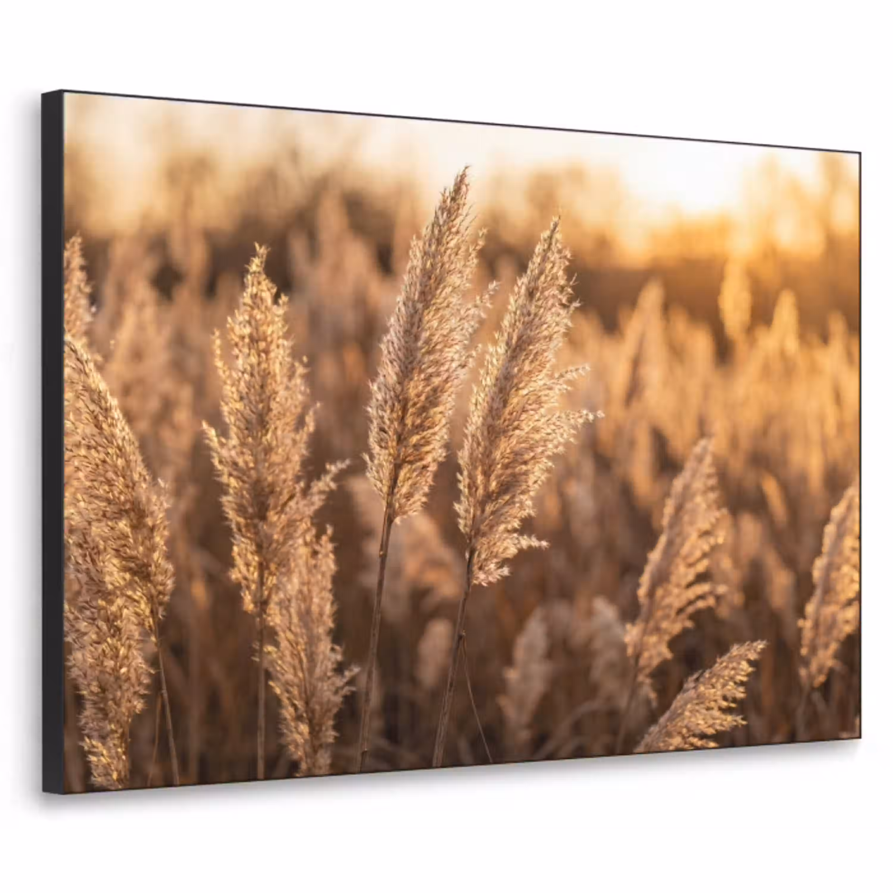 Rietpluimen - Gras - Zonsondergang - Goud - Serene Textielframe zwart klein -3d