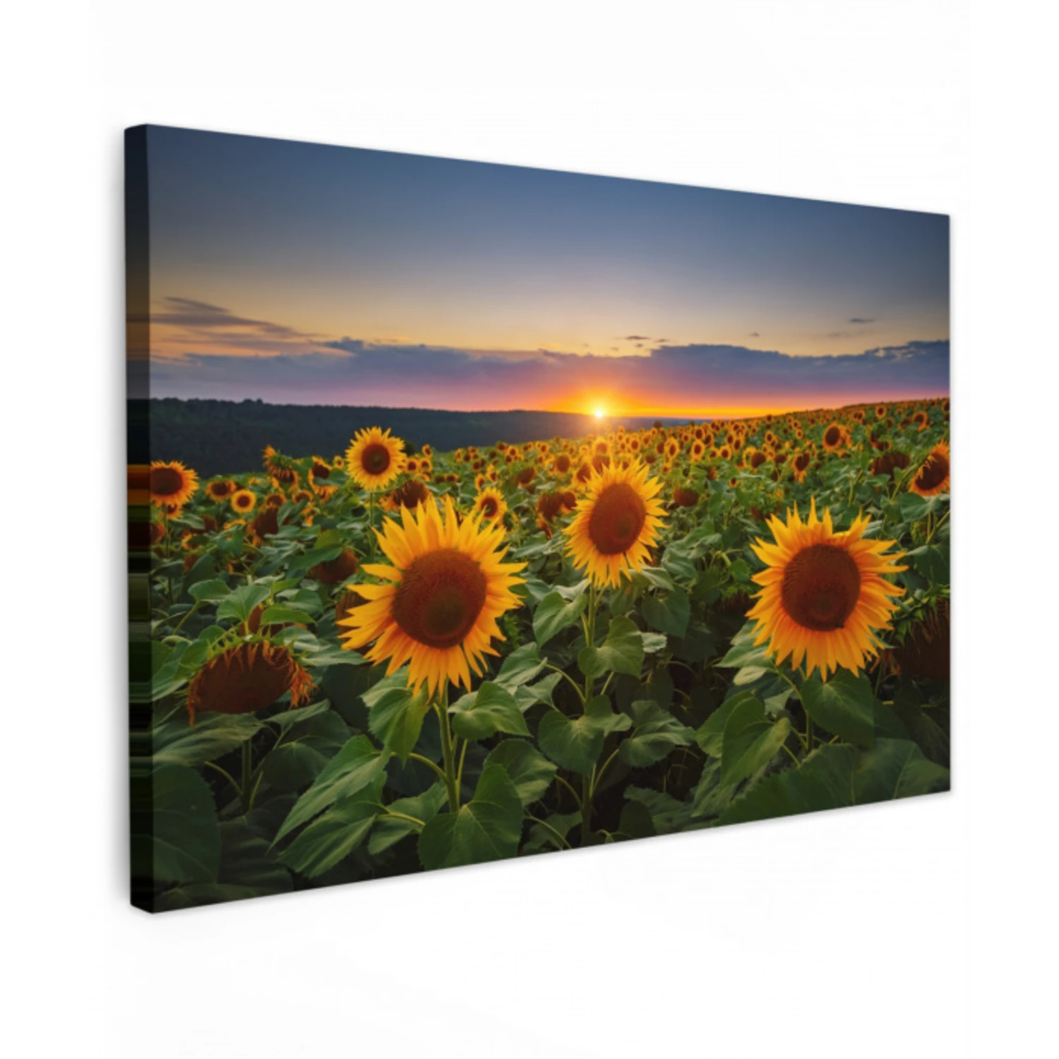 Bloemen - Nacht - Zonsondergang - Zonnebloem - Horizon canvas 2cm klein -z3d