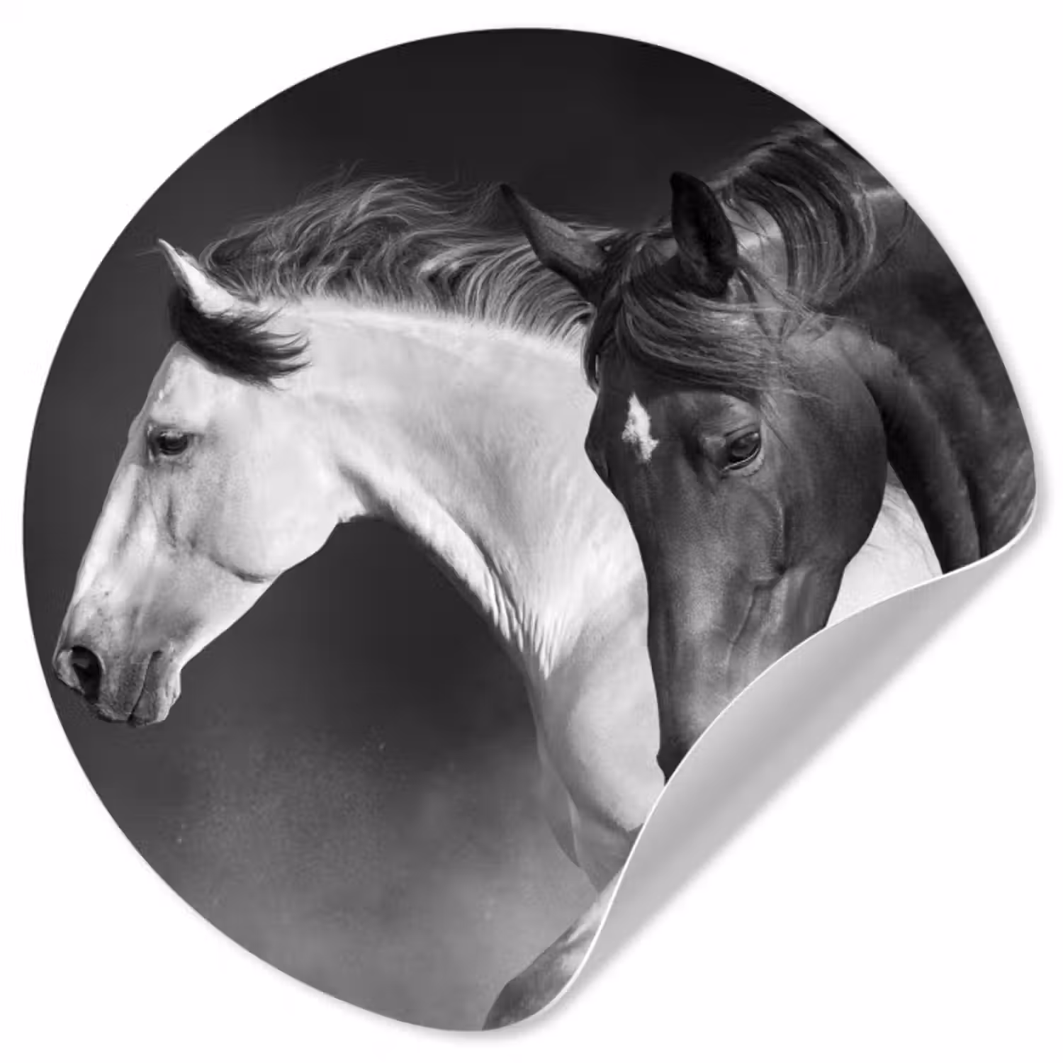 Behangcirkel - Paarden - Dieren - Zwart - Wit - Portret
