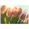 Tulpen - Roze - Zonnestralen poster papier klein -3d